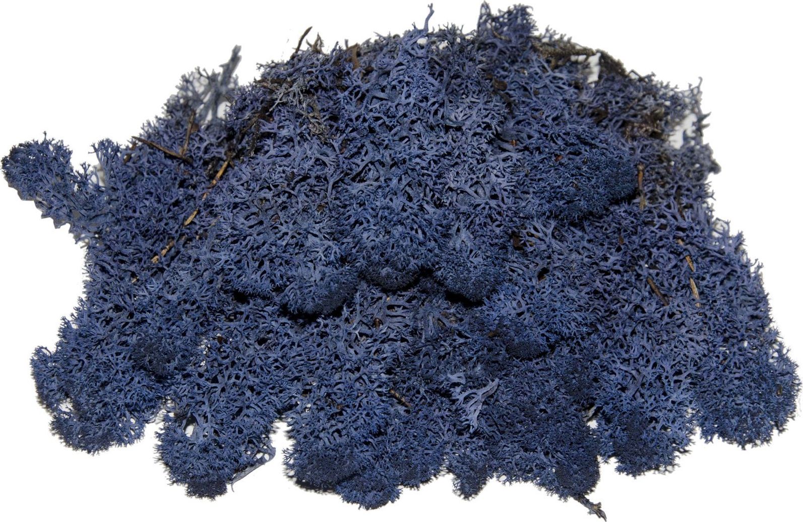 Tajemniczy ogród Chrobotek mech reniferowy morski () - 1303-uniw