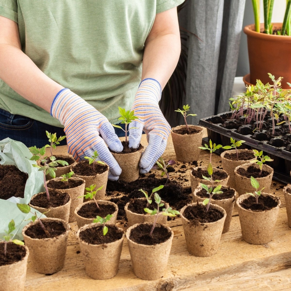 Bimberek Ziemia do KWIATÓW WARZYW ROŚLIN OZDOBNYCH ZIÓŁ OWOCÓW 5L