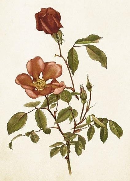 Skona Ting Karnet ST429 B6 + koperta Róża