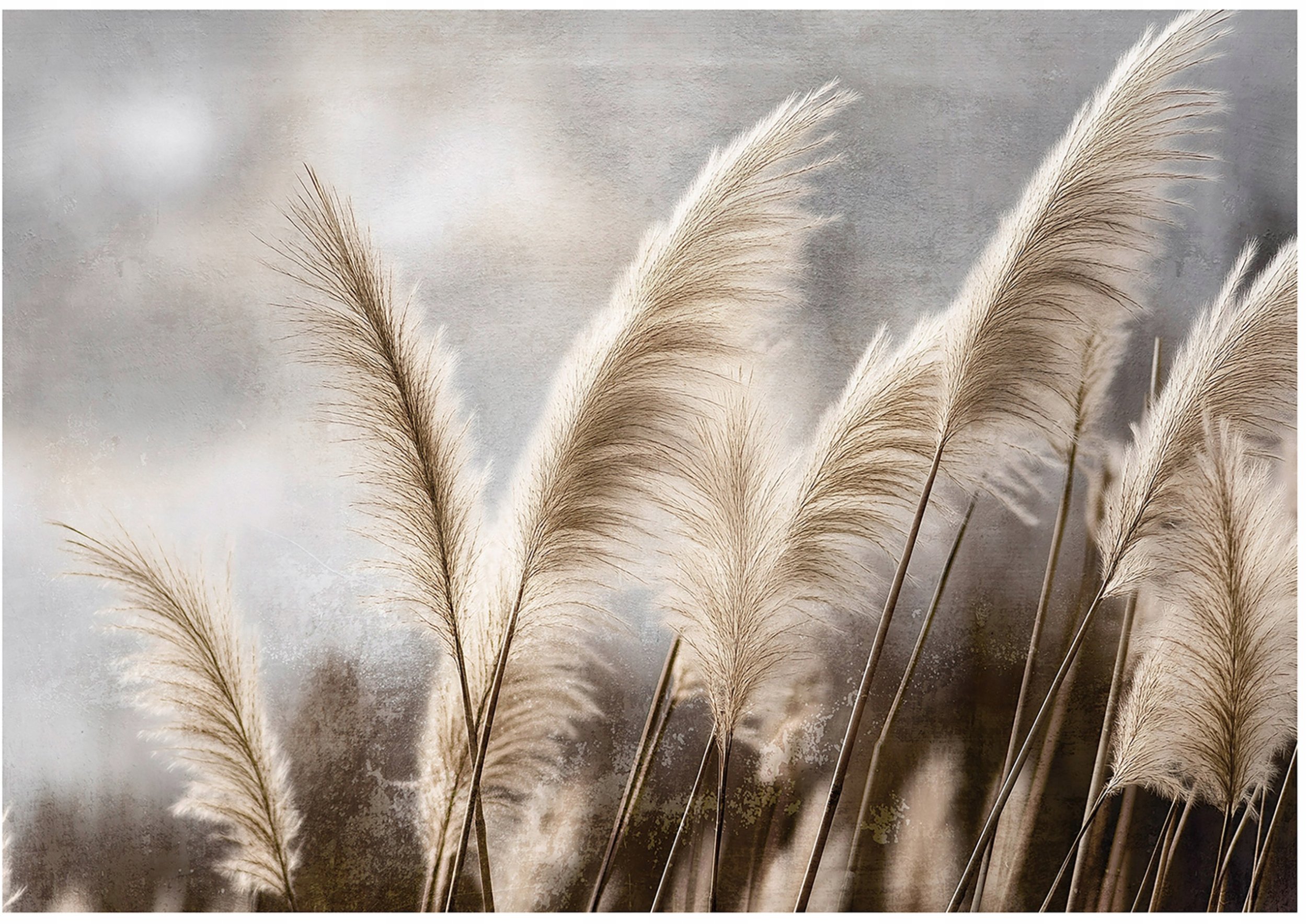 Fototapeta Winylowa Trawa Pampasowa Natura Do Sypialni Salonu 254x184