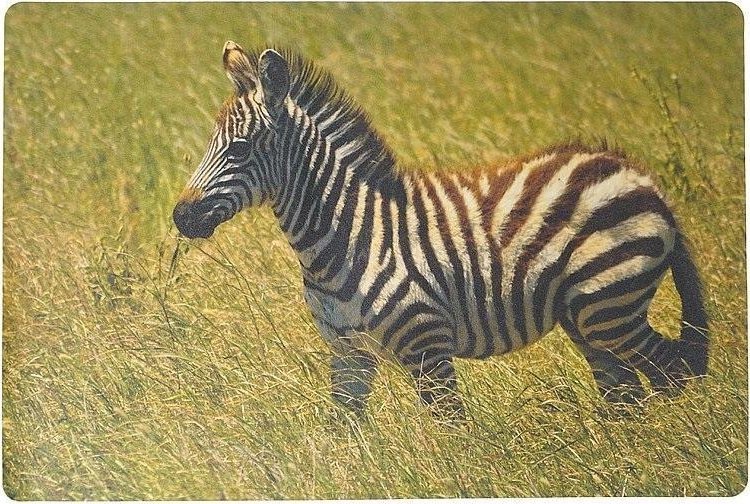 Adar Podkładka na biurko piankowa zebra 60x40cm