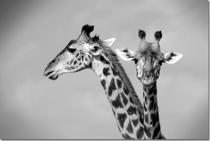 Witek Home Obraz szklany 120x80 Żyrafy (260285)