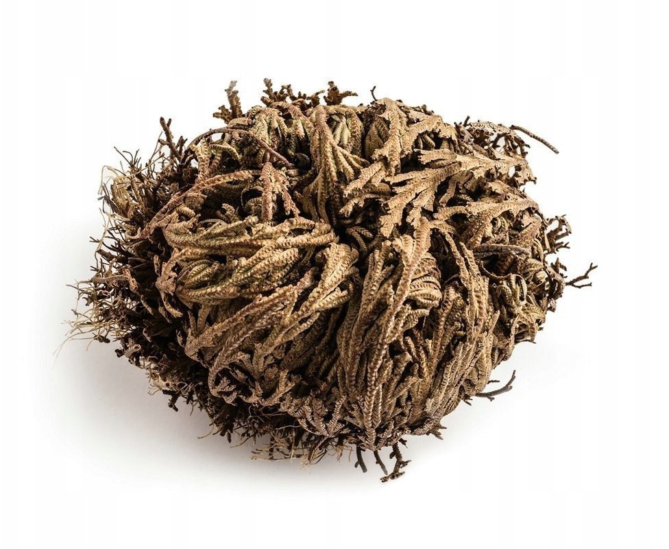 Pan i Pani Gadżet Róża jerychońska GADŻET