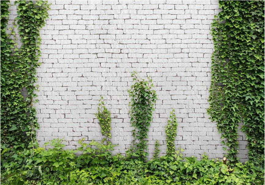 DecoNest Fototapeta - Pnący bluszcz - 300X210