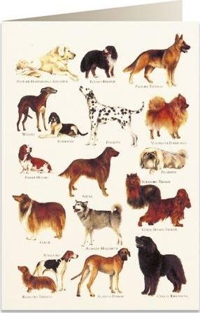 Tassotti Karnet B6 + koperta 8948 Psy 2