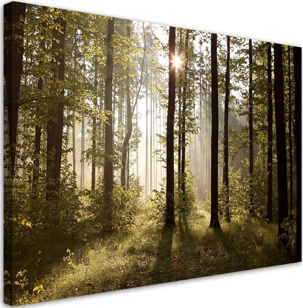 Feeby Obraz na płótnie, Poranek w lesie - 120x80