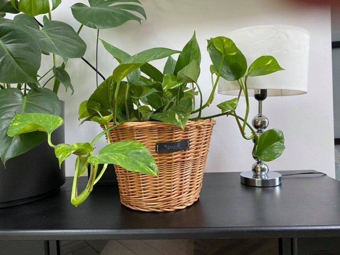 Wnuk Osłonka na doniczkę (30cm)