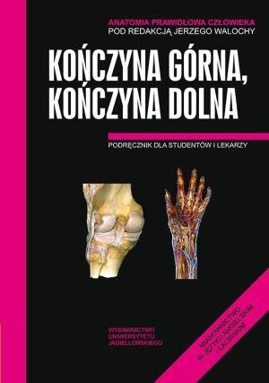 Anatomia prawidłowa człowieka. Kończyna górna, kończyna dolna
