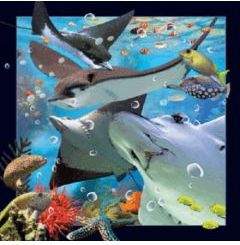 Worth Keeping Magnes 3D Płaszczka (182613)