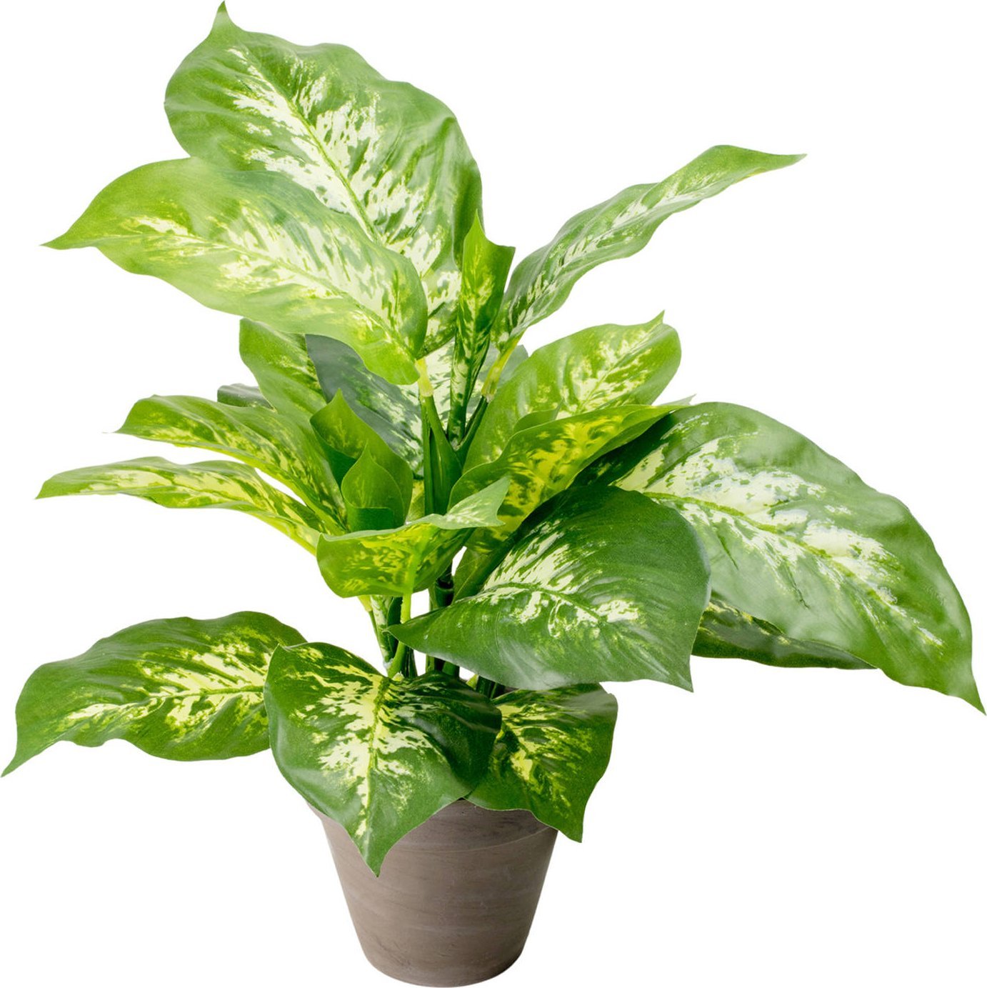 Tajemniczy ogród Roślina zielona w doniczce