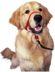 Halti Kantarek - obroża uzdowa rozmiar 3 czerwona