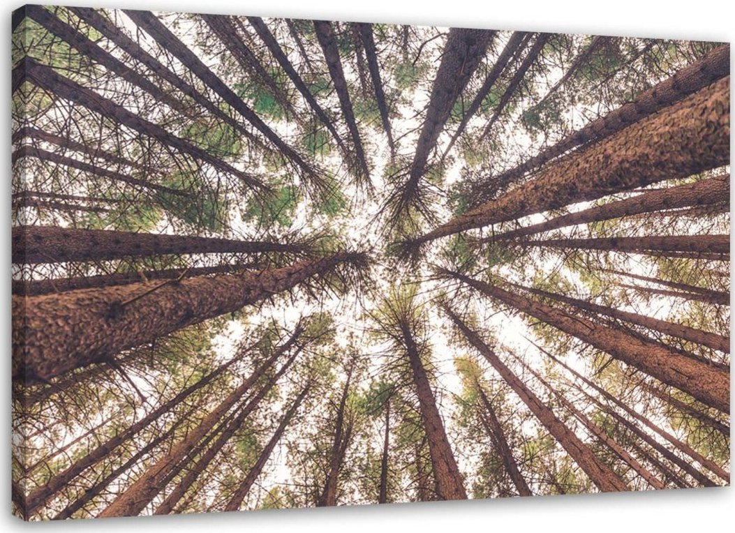 Feeby Obraz na płótnie, Wysokie sosny - 100x70