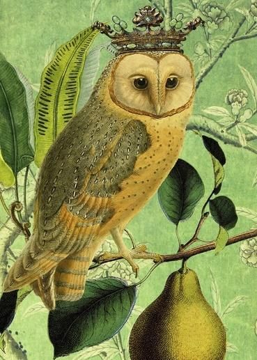 Madame Treacle Karnet B6 z kopertą Sowa i gruszka