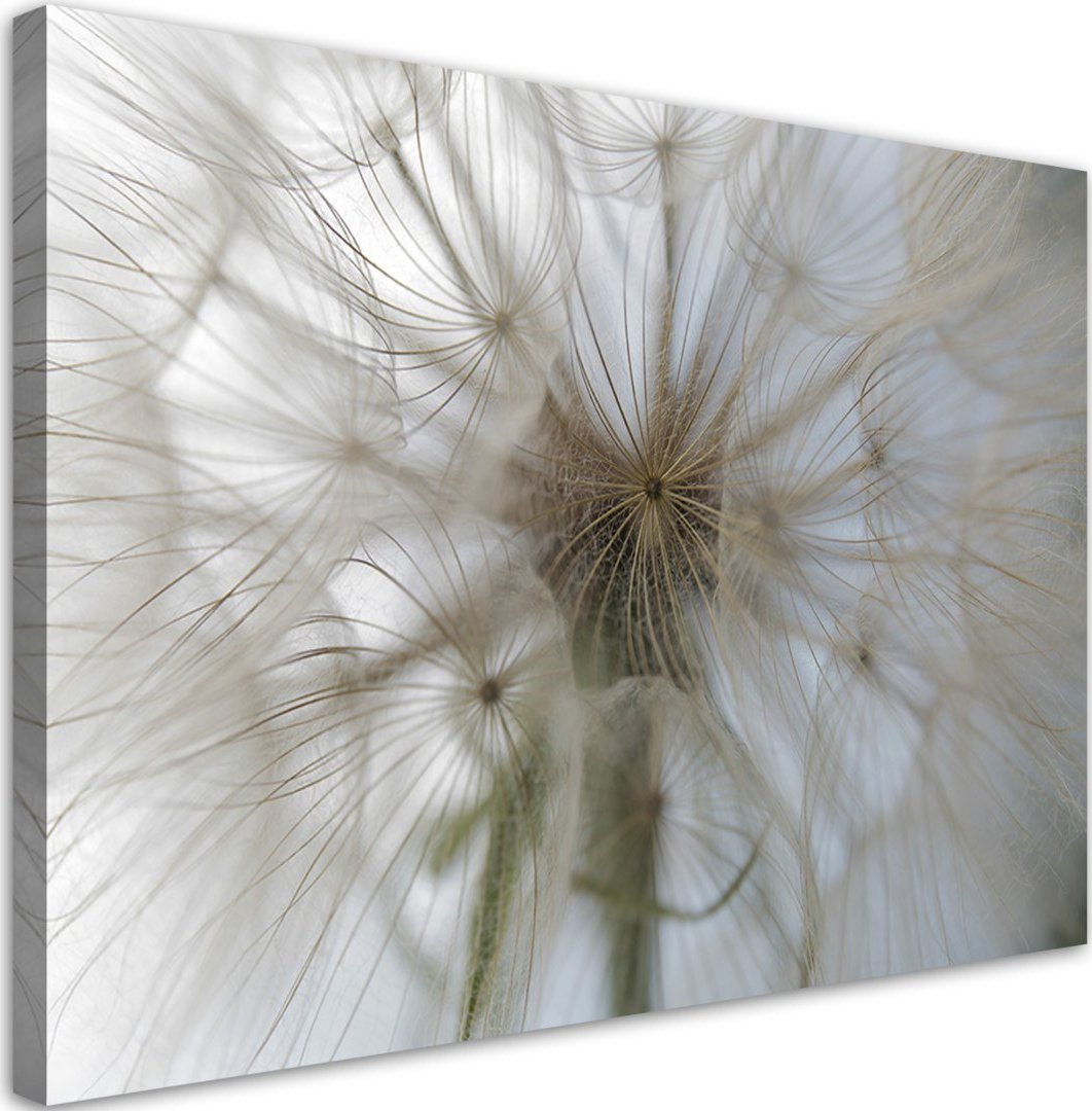 Feeby Obraz na płótnie, Dmuchawiec w skali makro - 120x80