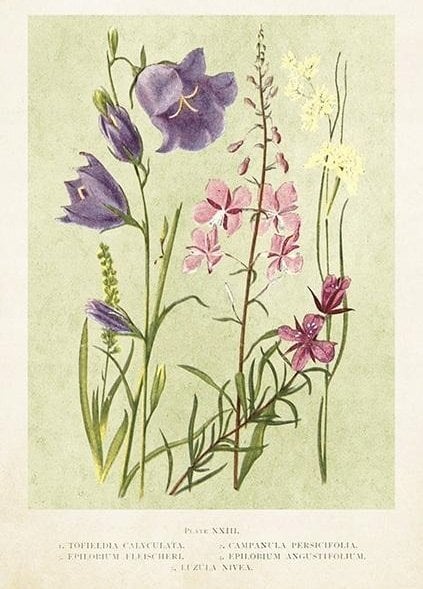 Skona Ting Karnet ST447 B6 + koperta Kwiaty polne wiosna