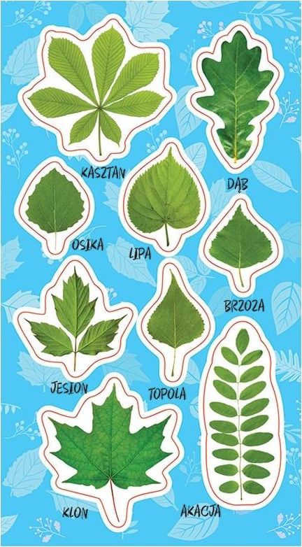 Ranok Naklejki Wiosenne liście