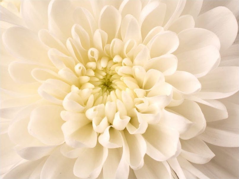 DecoNest Fototapeta - Biała dalia - 250X193