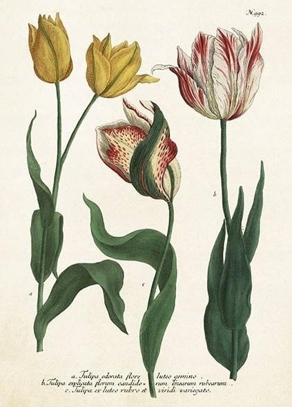 Skona Ting Karnet ST449 B6 + koperta Tulipany