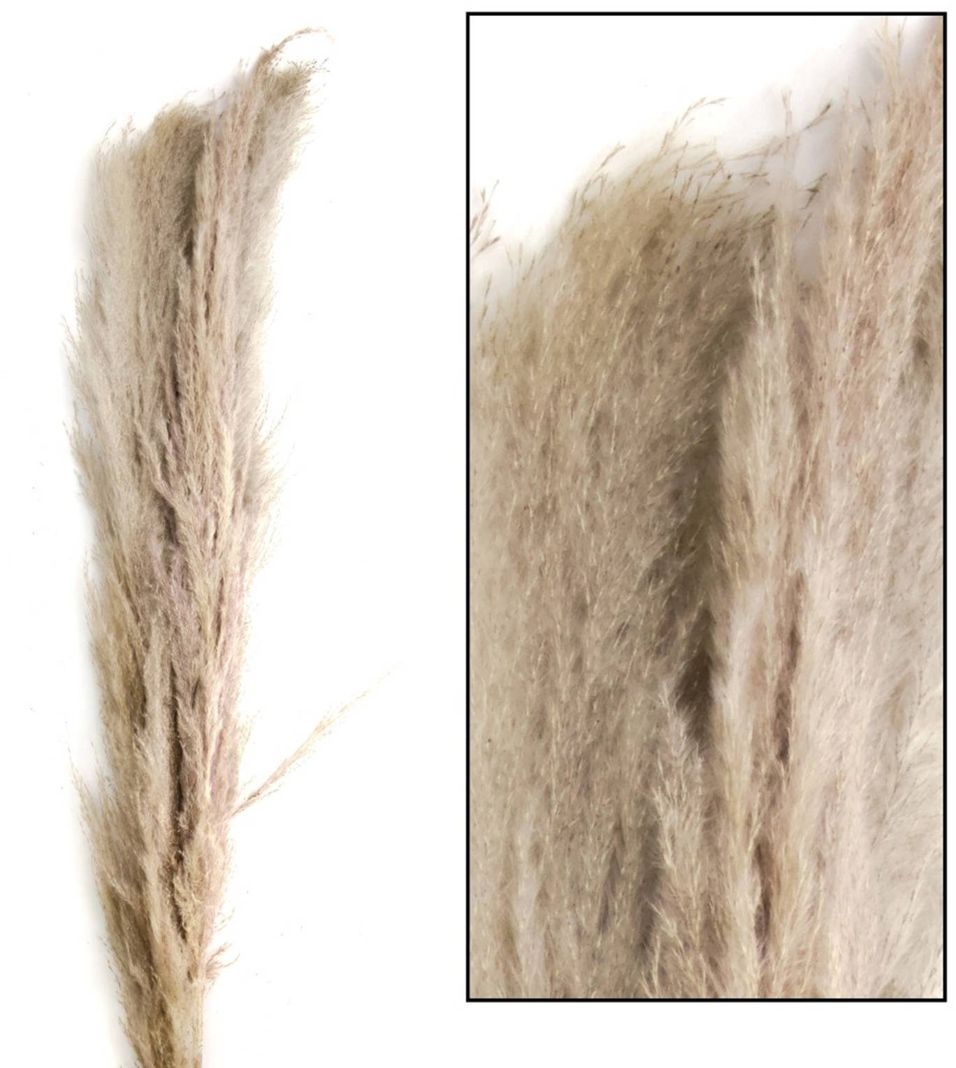 Trawa pampasowa 3szt naturalna150cm