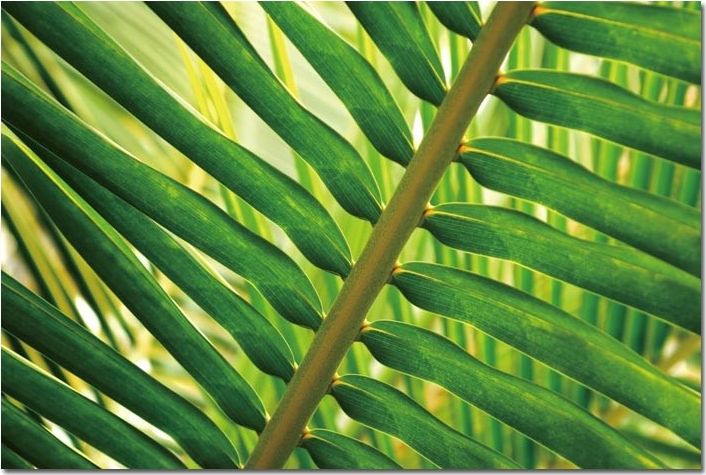 Witek Home Obraz szklany 120x80 Liść Areka