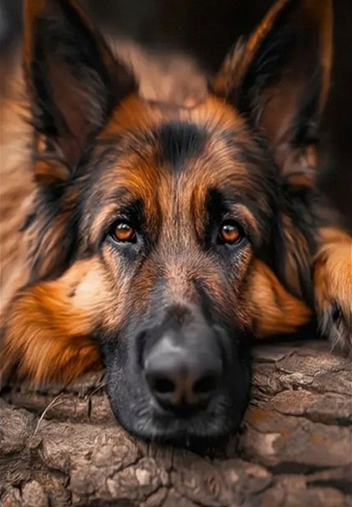 *****Diamentowa mozaika pies ow 2003088 30881