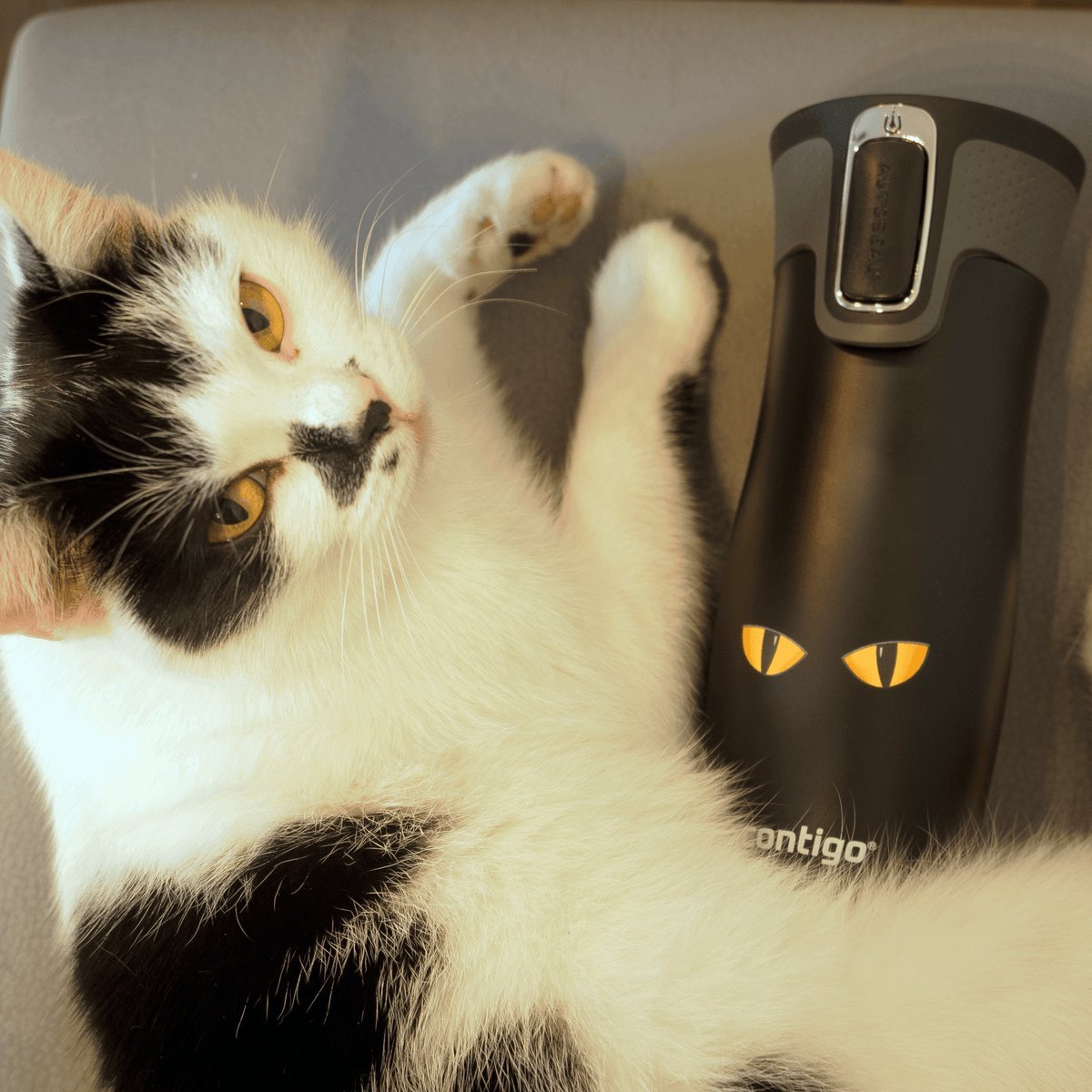 Contigo Kubek termiczny Contigo West Loop 2.0 470ml- limitowana edycja Cat Eyes