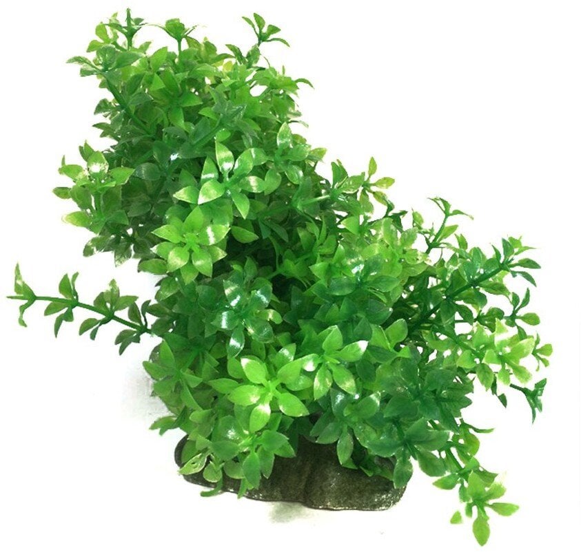 Aqua Natura, roślina, do dekoracji akwarium, zielona, plastikowa, 12-18 cm , gęsta w drobne liście