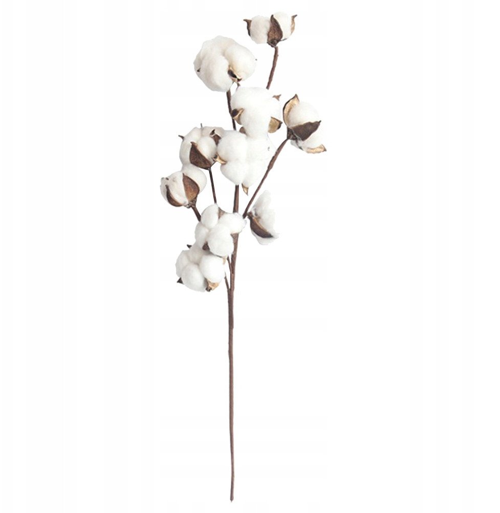 NATURALNA Roślina BAWEŁNA Gałązka PIĘKNA OZDOBA 1szt RESTAURACJA SALON 53cm