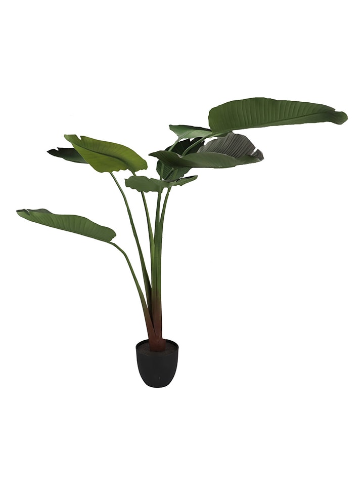 daan kromhout Sztuczna roślina "Strelitzia" w kolorze zielonym - wys. 159 cm rozmiar: onesize