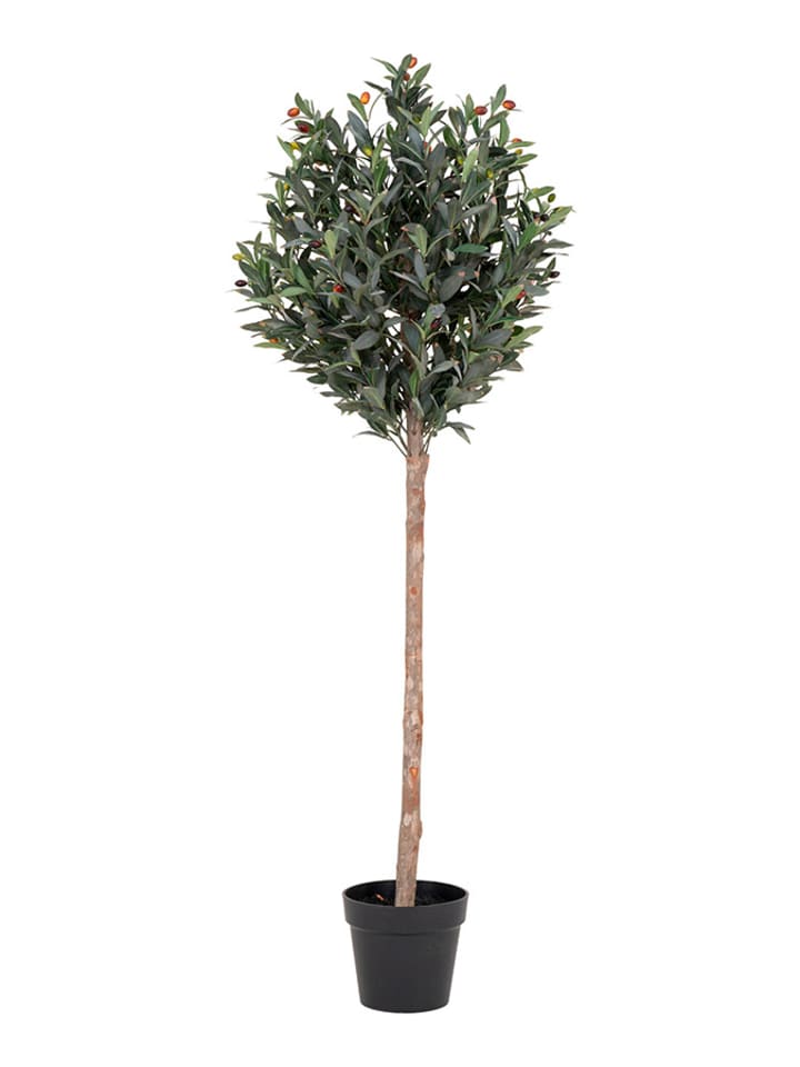 House Nordic Sztuczna roślina w kolorze ciemnozielonym - dł. 150 cm rozmiar: onesize