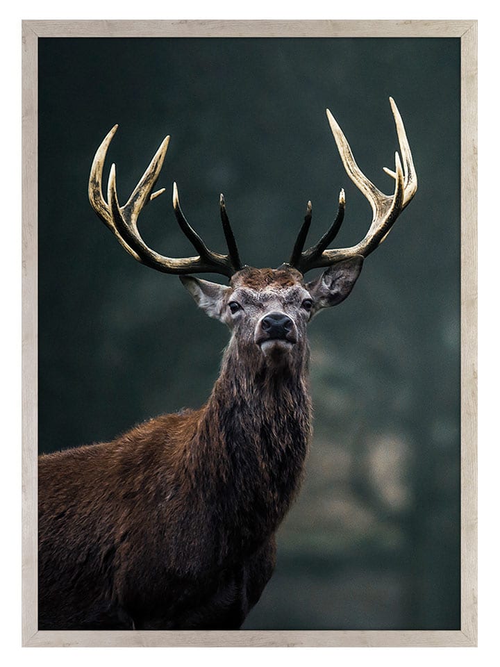 Ars Longa Druk artystyczny "Strong Deer" w ramce - 70 x 50 cm rozmiar: onesize