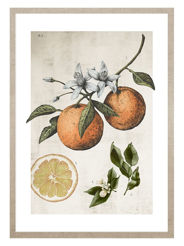 Ars Longa Druk artystyczny "Orange Life Cycle" w ramce - 70 x 50 cm rozmiar: onesize