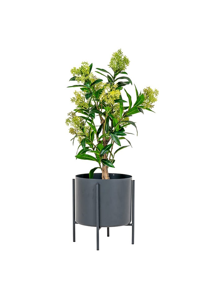 House Nordic Sztuczna roślina "Skimmia Tree" w kolorze zielonym - wys. 75 cm rozmiar: onesize