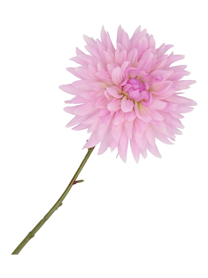 daan kromhout Sztuczny kwiat "Dahlia" w kolorze fioletowo-zielonym - wys. 65 cm rozmiar: onesize