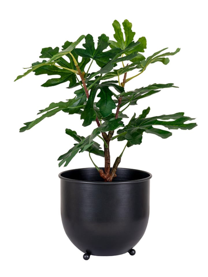 House Nordic Sztuczna roślina "Fig Tree" w kolorze zielonym - wys. 50 cm rozmiar: onesize