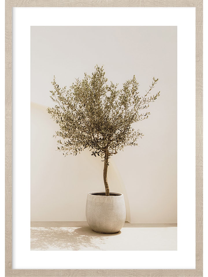 Ars Longa Druk artystyczny "Olive tree" w ramce rozmiar: 70x100 cm