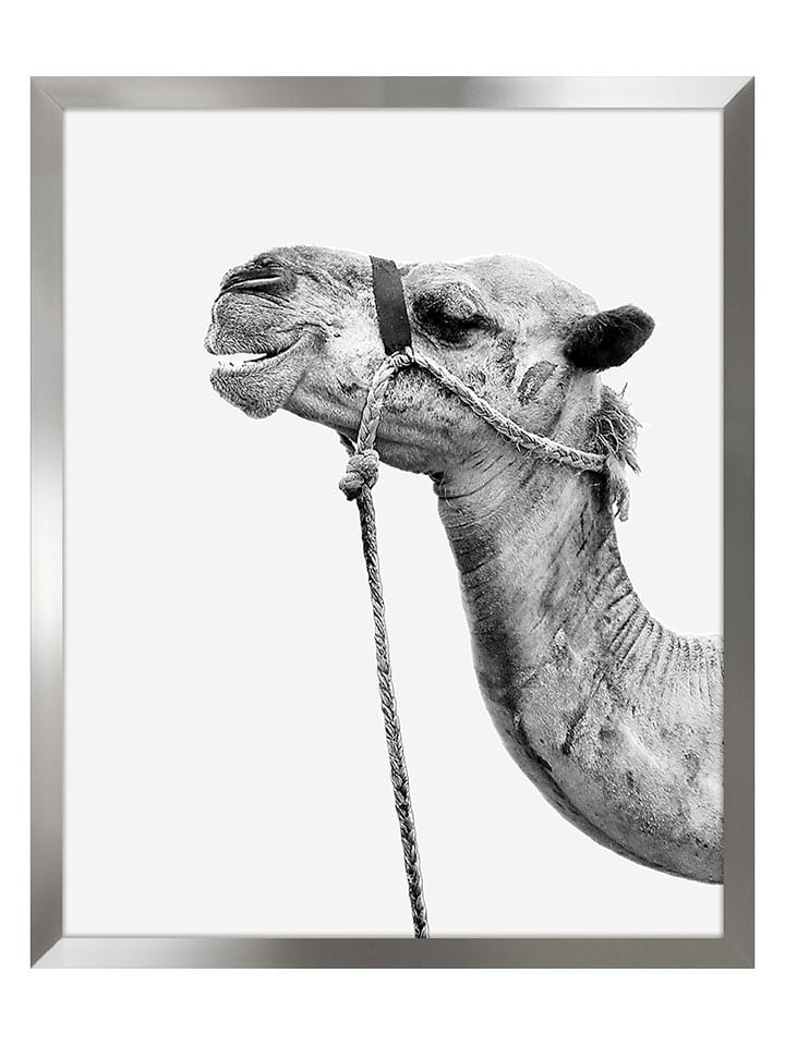 Ars Longa Druk artystyczny "Camel" w ramce - 70 x 50 cm rozmiar: onesize