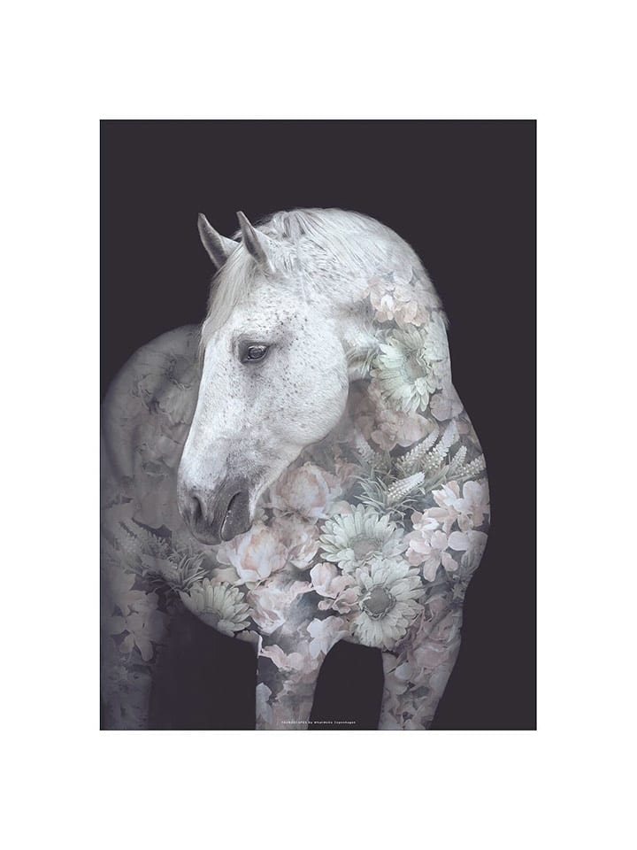 Poster & Frame Druk artystyczny "Portraits Andalusian Horse" rozmiar: 30x40 cm