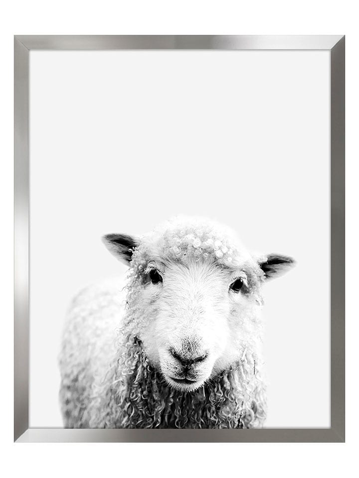 Ars Longa Druk artystyczny "Sheep II" w ramce - 70 x 50 cm rozmiar: onesize