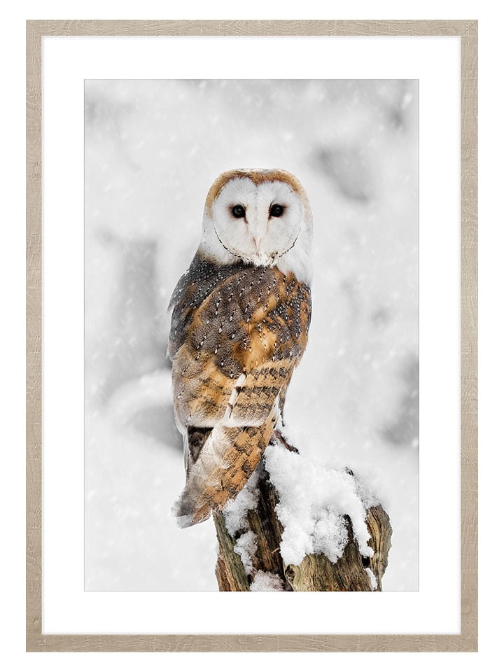 Ars Longa Druk artystyczny "Owl In Winter Scenery" w ramce - 70 x 50 cm rozmiar: onesize