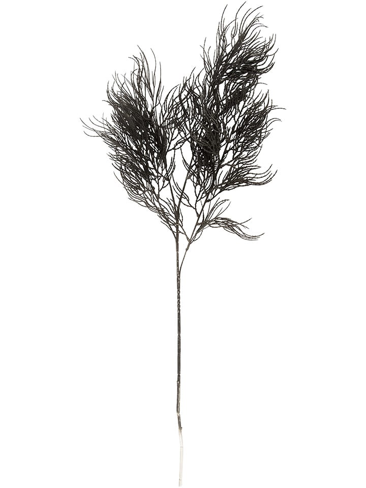 Present Time Sztuczna roślina "Asparagus" w kolorze czarnym - 25,4 x 86,4 cm rozmiar: onesize