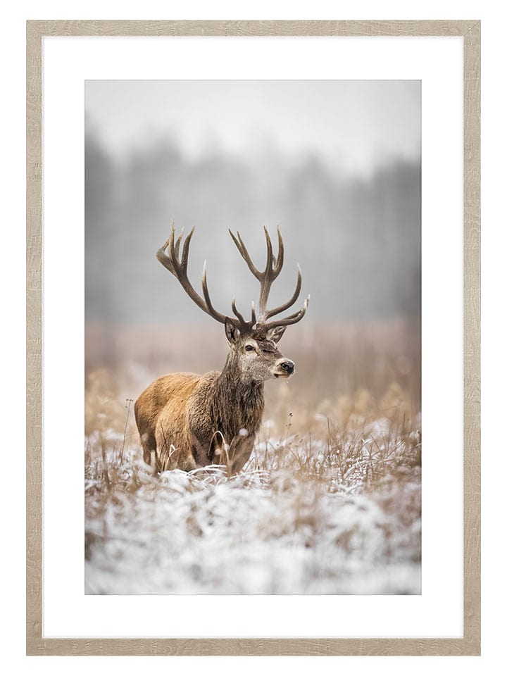 Ars Longa Druk artystyczny "Deer In Winter Scenery" w ramce - 70 x 50 cm rozmiar: onesize