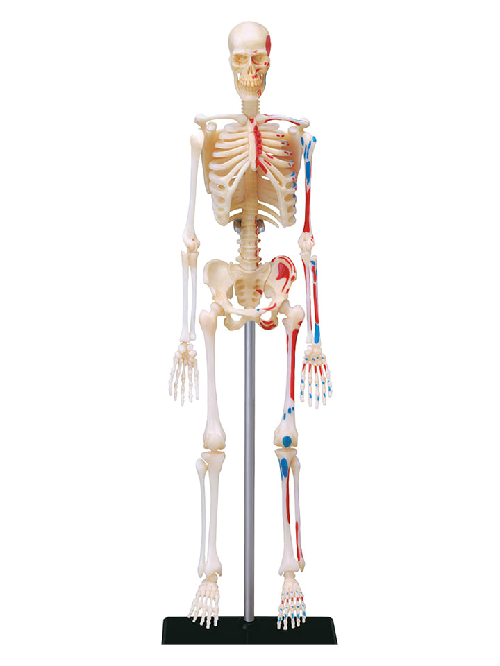 MGM 42-częściowy zestaw naukowy - 8+ rozmiar: onesize