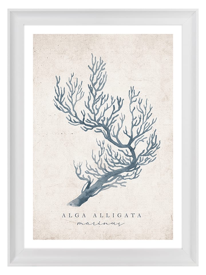 Ars Longa Druk artystyczny "Alga Alligata Illustration" w ramce - 70 x 50 cm rozmiar: onesize