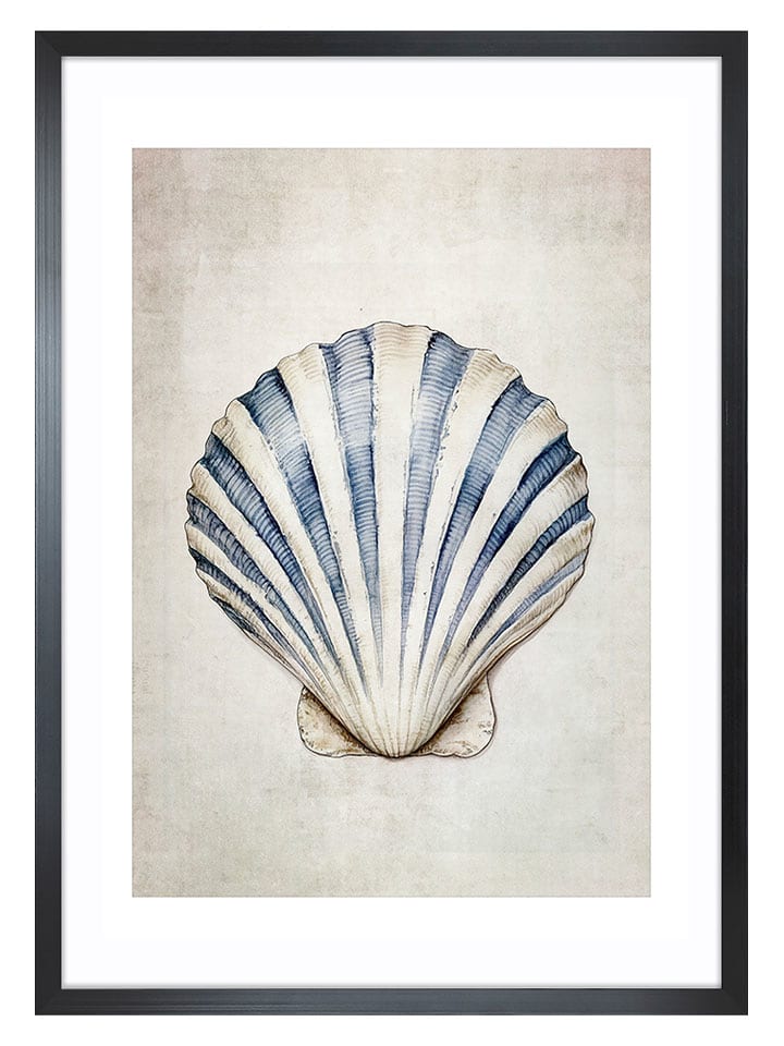 Ars Longa Druk artystyczny "Sea Shell II" w ramce - 70 x 50 cm rozmiar: onesize