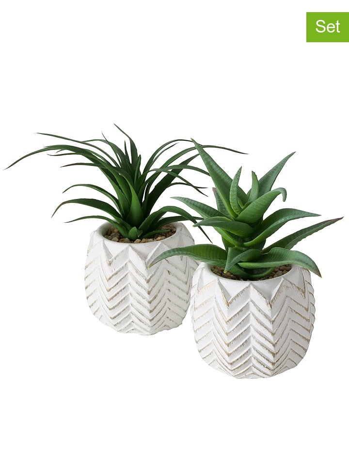 Boltze Sztuczne rośliny (2 szt.) "Aloe" w kolorze zielonym - wys. 14 cm rozmiar: onesize