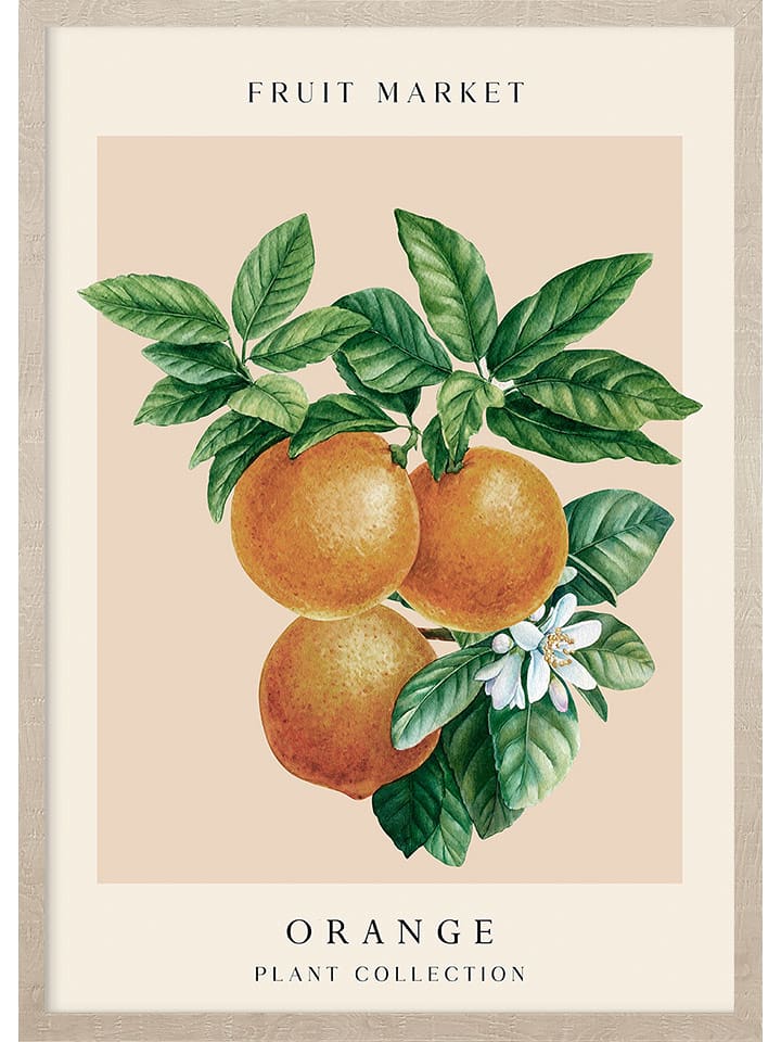 Ars Longa Druk artystyczny "Botanical orange grove" w ramce - 70 x 50 cm rozmiar: onesize