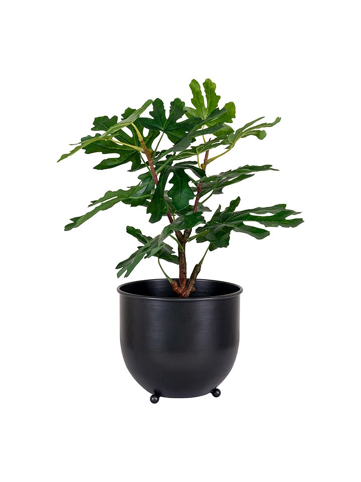 House Nordic Sztuczna roślina "Fig Tree" w kolorze zielonym - wys. 50 cm rozmiar: onesize