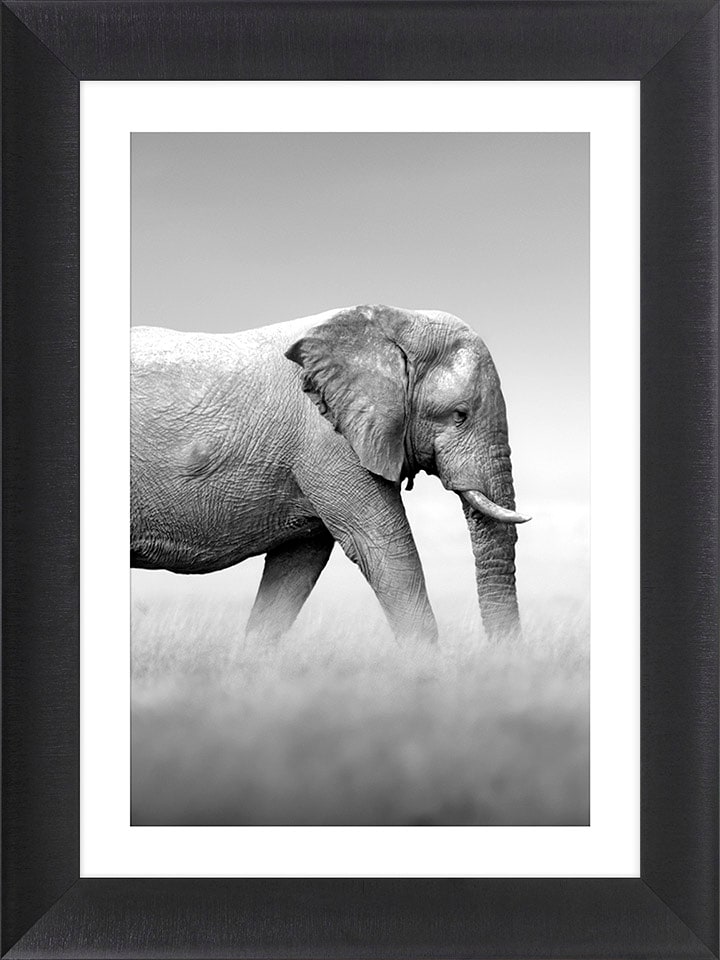 Ars Longa Druk artystyczny "Walking Elephant" w ramce - 70 x 50 cm rozmiar: onesize