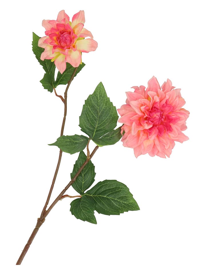 daan kromhout Sztuczny kwiat "Dahlia" w kolorze jasnoróżowo-zielonym - wys. 60 cm rozmiar: onesize